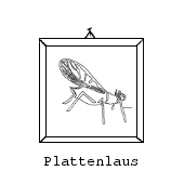 Zum Bild: 'Des Scheibensammlers gr&ouml;&szlig;ter Graus ist die gemeine Plattenlaus' 